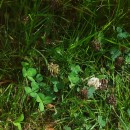 Trifolium repens L.Trifolium repens L.