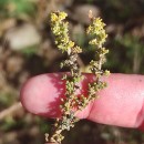 Sesamoides suffruticosa (Lange) KuntzeSesamoides suffruticosa (Lange) Kuntze