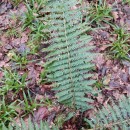 Dryopteris filix-mas (L.) SchottDryopteris filix-mas (L.) Schott