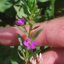Lythrum junceum Banks & Sol.Lythrum junceum Banks & Sol.