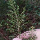 Erica arborea L.Erica arborea L.