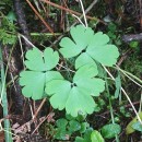 Aquilegia vulgaris L.Aquilegia vulgaris L.