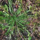 Plantago coronopus L.Plantago coronopus L.