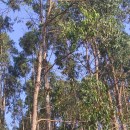 Eucalyptus obliqua L'Hér.Eucalyptus obliqua L'Hér.