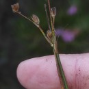 Juncus bulbosus L.Juncus bulbosus L.