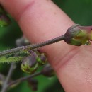 Scrophularia herminii Hoffmanns. & LinkScrophularia herminii Hoffmanns. & Link