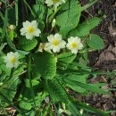 Primula vulgaris Huds.Primula vulgaris Huds.