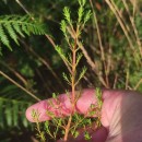 Erica erigena R. Ross R.RossErica erigena R. Ross R.Ross