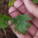 Crataegus monogyna Jacq.Crataegus monogyna Jacq.