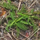 Achillea millefolium L.Achillea millefolium L.