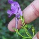 Linaria triornithophora (L.) Willd.Linaria triornithophora (L.) Willd.
