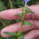 Glandora prostrata (Loisel.) D.C.ThomasGlandora prostrata (Loisel.) D.C.Thomas