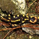 Salamandra salamandra (Linnaeus,&nbsp;1758) subsp. gallaica (Nikolskii, 1918)Salamandra salamandra (Linnaeus,&nbsp;1758) subsp. gallaica (Nikolskii, 1918)