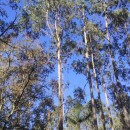 Eucalyptus globulus Labill.Eucalyptus globulus Labill.