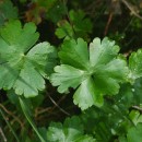 Geranium lucidum L.Geranium lucidum L.