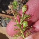 Matricaria discoidea DC.Matricaria discoidea DC.