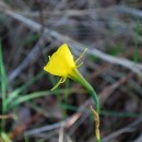 Narcissus bulbocodium L.Narcissus bulbocodium L.