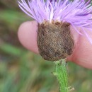 Centaurea nigra L. subsp. rivularis (Brot.) Cout.Centaurea nigra L. subsp. rivularis (Brot.) Cout.