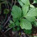 Geum urbanum L.Geum urbanum L.