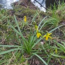 Narcissus cyclamineus DC.Narcissus cyclamineus DC.