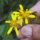 Senecio bayonnensis Boiss.Senecio bayonnensis Boiss.