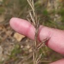 Gaudinia fragilis (L.) Beauv.Gaudinia fragilis (L.) Beauv.