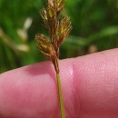 Carex leporina L.Carex leporina L.
