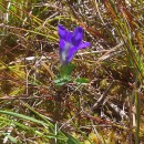 Gentiana pneumonanthe L.Gentiana pneumonanthe L.