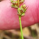 Carex pilulifera L.Carex pilulifera L.