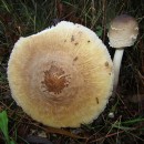 Macrolepiota mastoidea (Fr.) Singer 1951Macrolepiota mastoidea (Fr.) Singer 1951