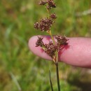 Juncus articulatus L.Juncus articulatus L.