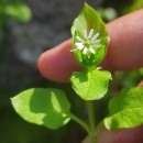 Stellaria media (L.) Vill.Stellaria media (L.) Vill.