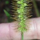 Setaria pumila (Poir.) Schult.Setaria pumila (Poir.) Schult.