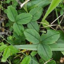 Potentilla montana Brot.Potentilla montana Brot.