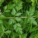 Oenanthe crocata L.Oenanthe crocata L.