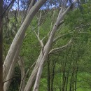 Eucalyptus pauciflora Sieber ex Spreng.Eucalyptus pauciflora Sieber ex Spreng.