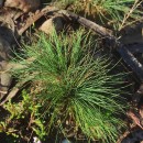 Agrostis curtisii KerguélenAgrostis curtisii Kerguélen