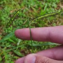 Paspalum dilatatum Poir.Paspalum dilatatum Poir.