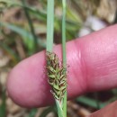 Carex flacca Schreb. subsp. erythrostachys (Hoppe) HolubCarex flacca Schreb. subsp. erythrostachys (Hoppe) Holub