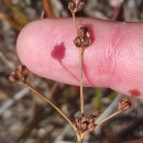 Juncus bulbosus L.Juncus bulbosus L.