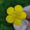 Ranunculus repens L.Ranunculus repens L.