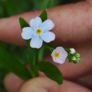 Myosotis martini SennenMyosotis martini Sennen