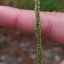 Sporobolus indicus (L.) R. Br.Sporobolus indicus (L.) R. Br.
