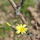 Lactuca virosa L. var. cruenta .Lactuca virosa L. var. cruenta .