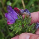 Echium plantagineum L.Echium plantagineum L.