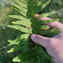 Polypodium cambricum  L.Polypodium cambricum L.