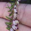 Erica erigena R. RossErica erigena R. Ross