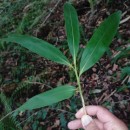 Pseudosasa japonica (Siebold & Zucc. ex Steud.) Makino ex Nakai 1925Pseudosasa japonica (Siebold & Zucc. ex Steud.) Makino ex Nakai 1925