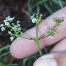 Silphiodaucus prutenicus (L.) Spalik, Wojew., Banasiak, Piwczyñski & Reduron subsp. dufourianus (Rouy & E.G.Camus) ReduronSilphiodaucus prutenicus (L.) Spalik, Wojew., Banasiak, Piwczyñski & Reduron subsp. dufourianus (Rouy & E.G.Camus) Reduron