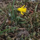 Narcissus minor L. subsp. asturiensis (Jord.) Barra & G. LópezNarcissus minor L. subsp. asturiensis (Jord.) Barra & G. López